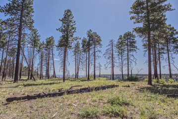 Burned Trees at North Rim AZ