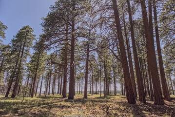 Forest near Clear Creek Canyon at North Rim AZ