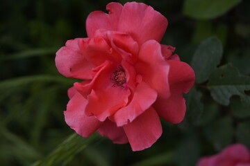 Obraz premium valentine rose