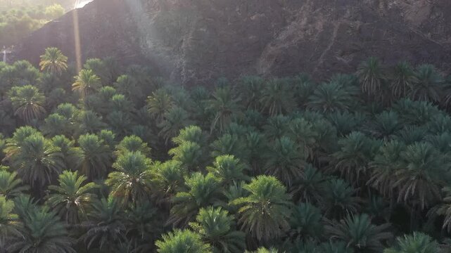 Palm trees in mountainous areas in a sunny climate in the Sultanate of Oman in the Arabian Gulf
