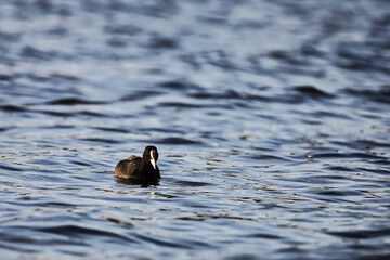 coot on the water
