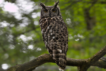 great horned owl