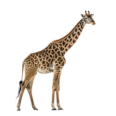 Naklejka premium Majestic Giraffe A Stunning Profile of African Wildlife Isolated On Transparent Background