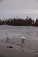 Two swans are standing on a frozen lake