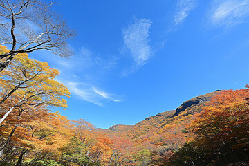 Fototapeta premium Vibrant fall foliage paints a forest landscape under clear skies