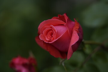 valentine rose