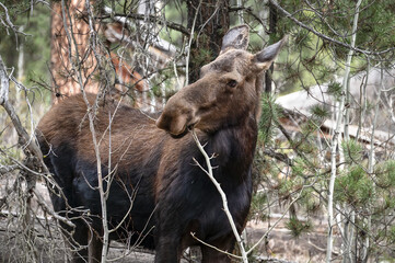Portrait of a Moose having lunch in Yellowstone National Park