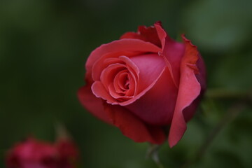 valentine rose
