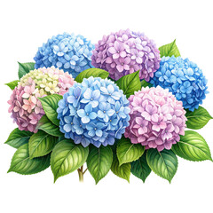 Hand-Drawn Hydrangea Bush with Detailed Flowers and Leaves, Transparent Background