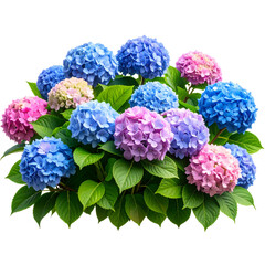 Realistic Hydrangea Bush with Clusters of Blue and Pink Flowers, Transparent Background