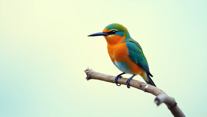 Obraz premium lilac breasted roller on a branch