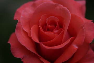 valentine rose
