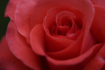 valentine rose