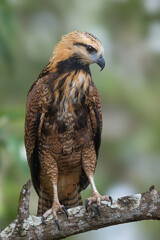 black colored hawk juv.