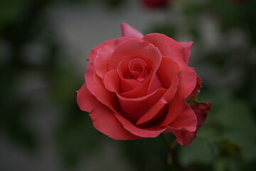 valentine rose