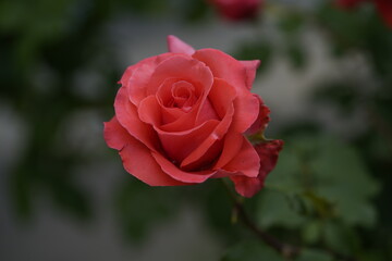 valentine rose