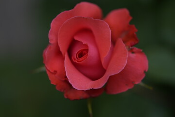 valentine rose