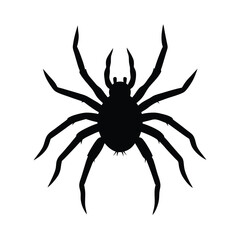 Obraz premium spider on a white background