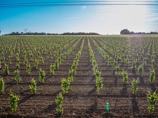 field with vines aligned with the sun in the background