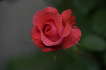 valentine rose