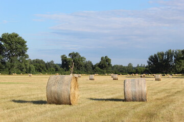 hay bales in the field