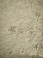 starfish beach in port barton on palawan, philippines