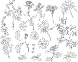 Set of flowers and leaves on a transparent background in vintage style