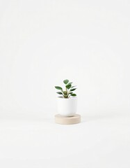Fototapeta premium A photorealistic vertical stock image of a small green houseplant in a white ceramic pot, placed on a round smooth stone base