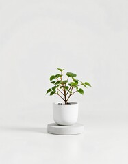 A photorealistic vertical stock image of a small green houseplant in a white ceramic pot, placed on a round smooth stone base