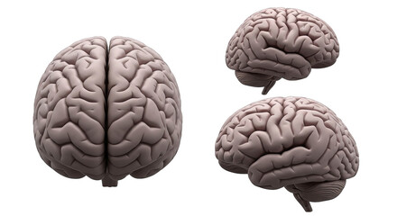 Anatomical model of a human brain showcasing cerebral hemispheres, cerebellum, and fissures.