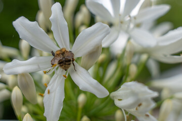 Close-up of bee on white Agapanthus. A bee clings to the white petals of an Agapanthus flower, busy...