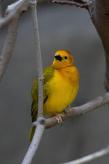 vibrant yellow taveta golden weaver is perched on a tree limb high above on a sunny day