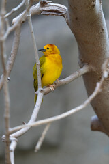 vibrant yellow taveta golden weaver is perched on a tree limb high above on a sunny day
