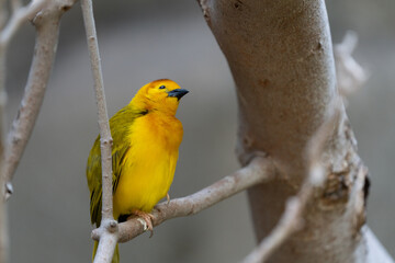 vibrant yellow taveta golden weaver is perched on a tree limb high above on a sunny day
