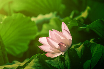연꽃