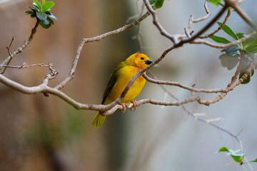 vibrant yellow taveta golden weaver is perched on a tree limb high above on a sunny day