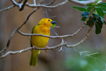 vibrant yellow taveta golden weaver is perched on a tree limb high above on a sunny day