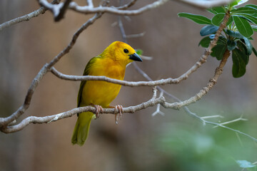 vibrant yellow taveta golden weaver is perched on a tree limb high above on a sunny day