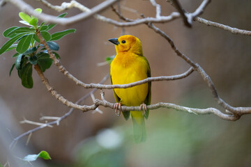 vibrant yellow taveta golden weaver is perched on a tree limb high above on a sunny day