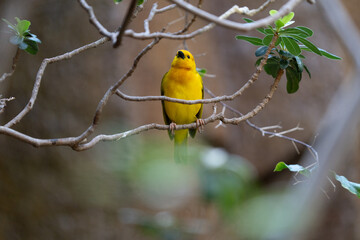 vibrant yellow taveta golden weaver is perched on a tree limb high above on a sunny day