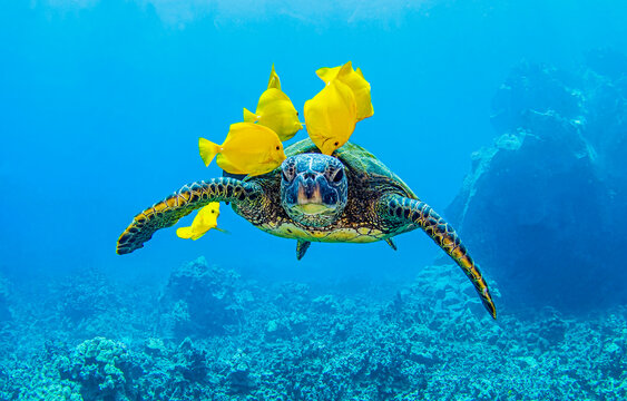 green turtle swimming underwater