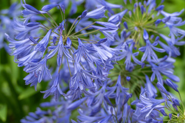 Numerous Agapanthus flowers bloom simultaneously, creating a dense and vibrant display of blue. The...