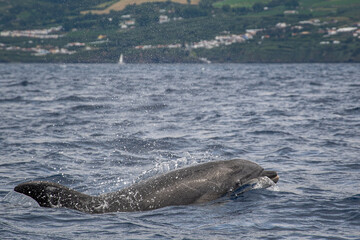 Obraz premium Bottlenose dolphin (Tursiops truncatus) in the Açores, São Miguel, with the coast in the background. It is showing its face while surfacing.