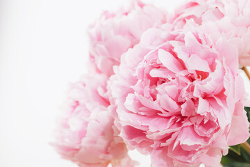 Pink peony flower on white background. Closeup