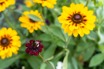 Dark flower with bee, Rudbeckia in background. A bumblebee rests on a deep burgundy flower, surrounded by golden Rudbeckia blooms. A vibrant and dynamic contrast between light and dark colors.
