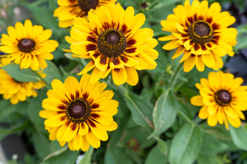 Rudbeckia with dark red pattern. Rudbeckia hirta blooms with striking reddish-brown patterns near the dark centers. The flowers create a bold contrast against green foliage.