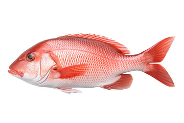 Obraz premium red snapper isolated on transparent or white background, png