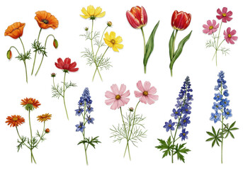 Photorealistic studio photograph of vibrant watercolor wildflowers: poppies, tulips, cosmos, delphiniums, daisies, forget-me-nots, intricately detailed, visible brushstrokes, flat lay on clean white,