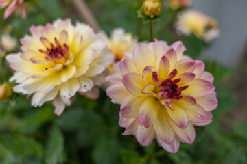 Two dahlias in delicate yellow with pink tips stand next to each other in full bloom. The left...