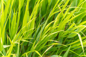 Japanese Blood Grass Close-up. Macro shot of the fresh, light green blades of grass with visible...